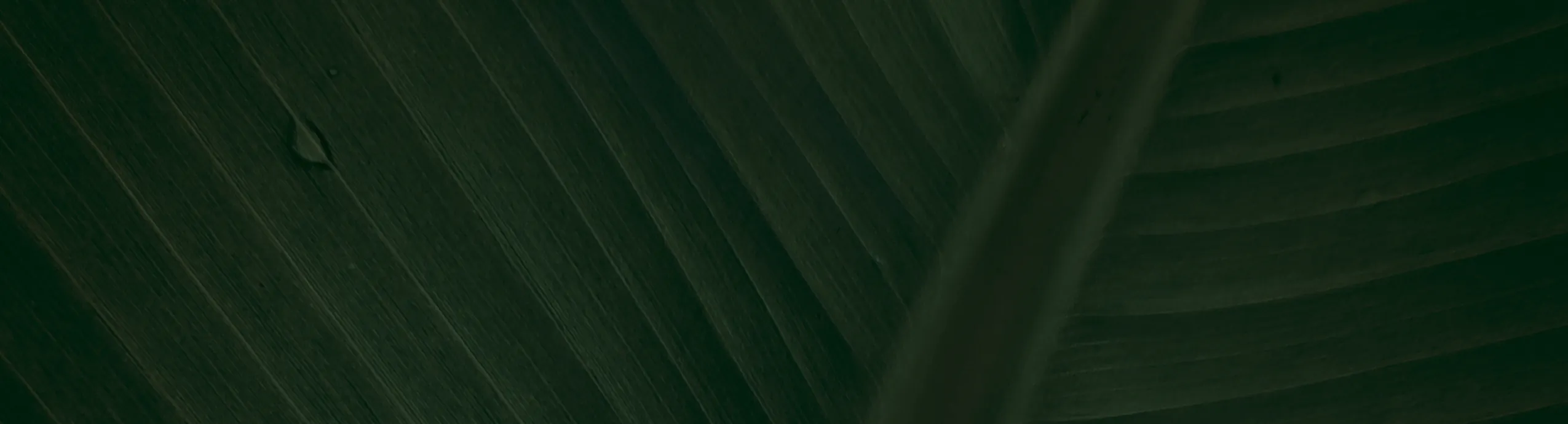 Bolsa Carbon 3kg  Fondo Americano 100 unidades